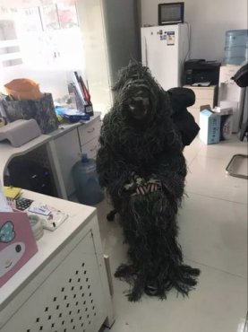 ��Ұ�ж���������ЦCOS����