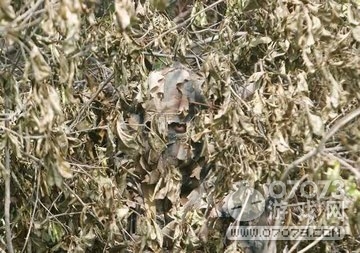 荒野行动各国吉利服汇总 吉利服绿的发光