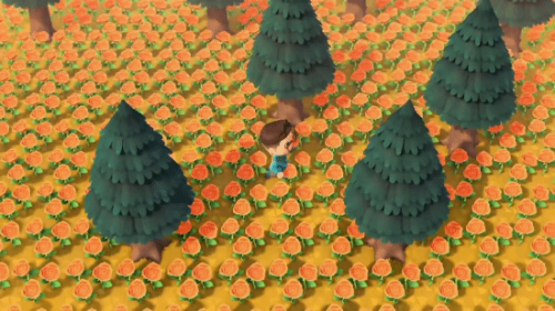 《集合啦动物森友会》玩家分享视频 橙色玫瑰的岛屿
