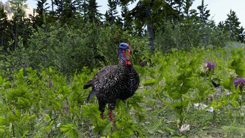 《荒野大镖客2》新高清Mod 改善鸟类及爬行动物画质